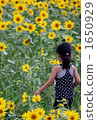 sunflower field, girl, young girl 1650929