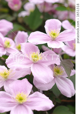 Clematis Montana Clematis Montana 1651318