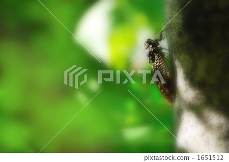 Semi crying in sunbeams through sunlight 1651512