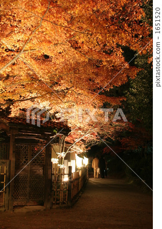 秋天的樹葉照亮了 1651520