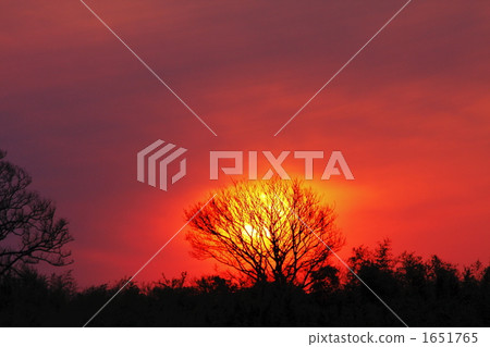 栗毛 日落 夕陽 1651765