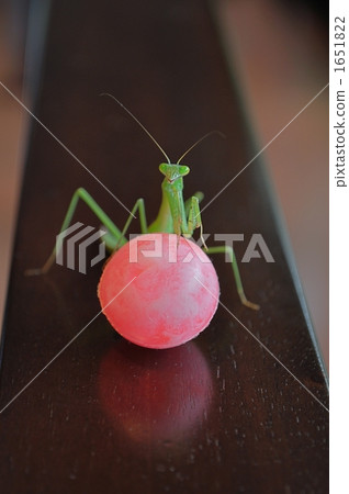 Super bars and mantises Super bars and mantises 1651822