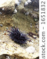 Murasaki Sea Urchin in a rocky place 1651832
