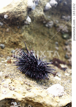 Murasaki Sea Urchin in a rocky place Murasaki Sea Urchin in a rocky place 1651832