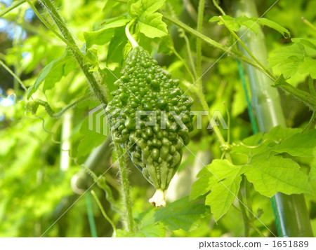 現在這個賽季仍然不成熟 1651889