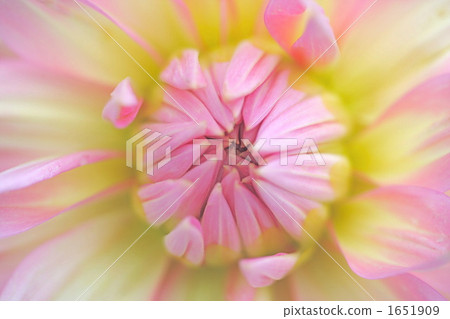 Pink Dariya (2) 1651909