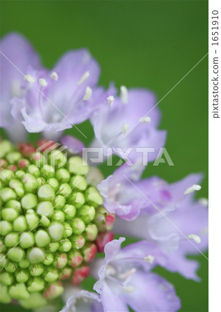 Horse mackerel (vertical) Horse mackerel (vertical) 1651910