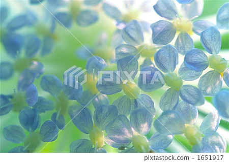 種族花 種族花 1651917