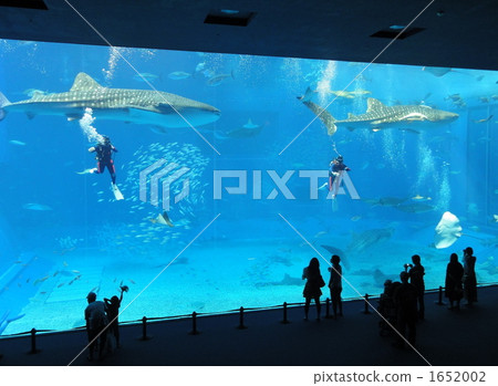 沖繩美麗海水族館 鯊魚 水族館 1652002