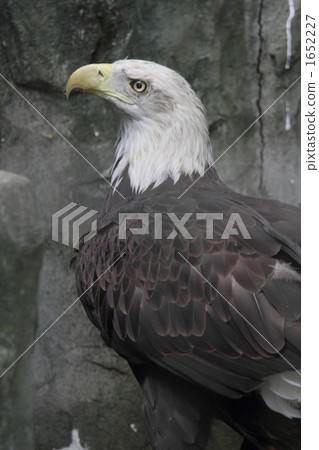 白頭鷹 白頭鷹 1652227