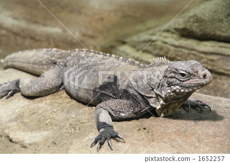 Cayman Iwa Iguana Cayman Iwa Iguana 1652257