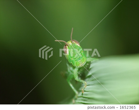 巴坦加粳稻幼蟲 巴坦加粳稻幼蟲 1652365