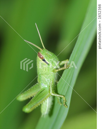 Patanga japonica larva Patanga japonica larva 1652366