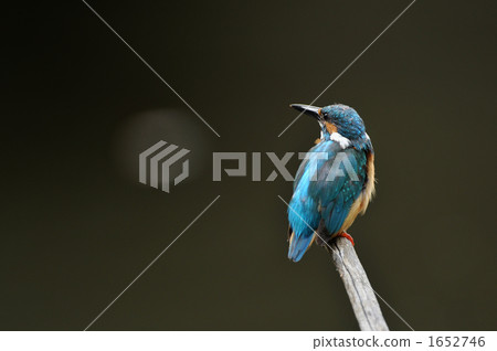 Left-headed kingfisher 1652746