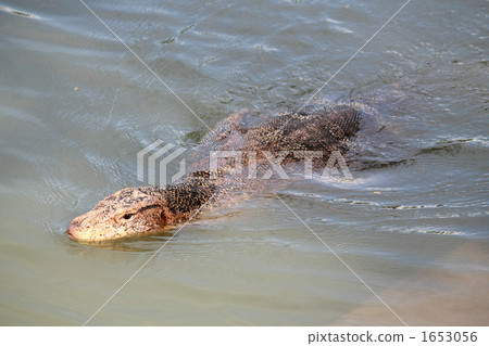 Mizu蜥蜴遊1.5米 1653056