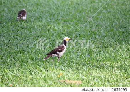 Kwaiwamukudori Thailand 1653093