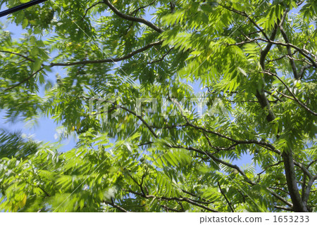 樹枝和樹葉被強風猛烈搖晃 1653233