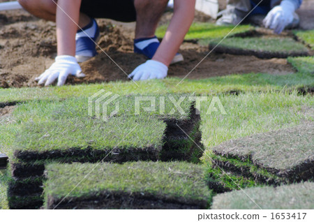 Turf's rooting 1653417