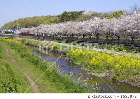 Cherry blossoms of Nogawa Greenway 1653972