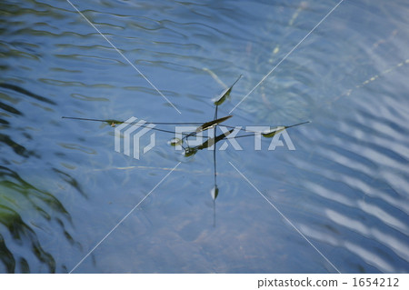 水黽 水黽 1654212