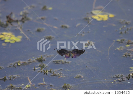 rhyothemis fuliginosa, dragonfly, pond 1654425
