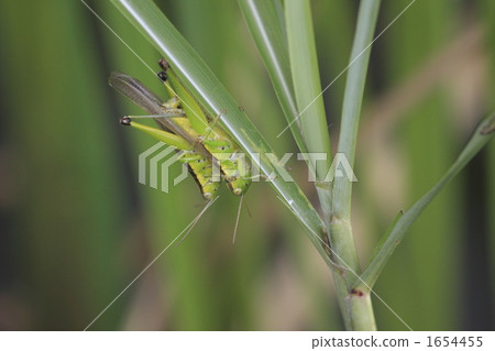 grasshopper, rice grasshopper, a ride on one's back 1654455