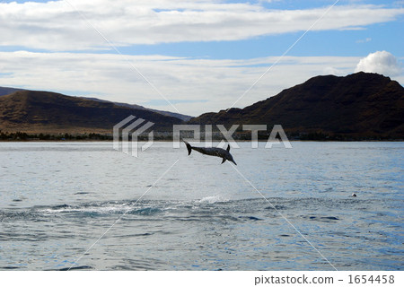 dolphin jump dolphin jump 1654458