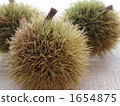 chestnut, chestnuts, japanese chestnut 1654875