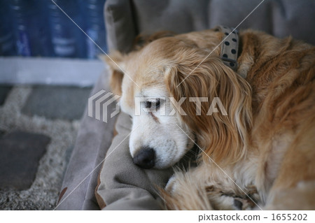 Brittany Spaniel Brittany Spaniel 1655202