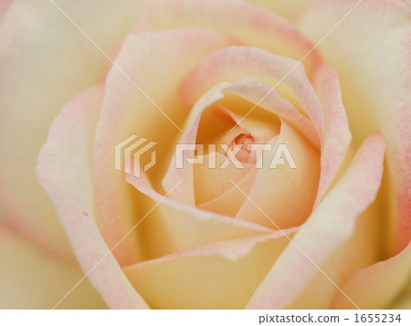 Rose Jubileque du Prince de Monaco Rose Jubileque du Prince de Monaco 1655234