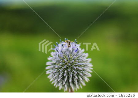 bee, echinops setifer, wildflower 1655286