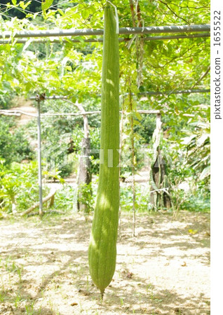 Giant loofah 1655522