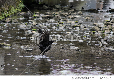 A flying crow 1655826