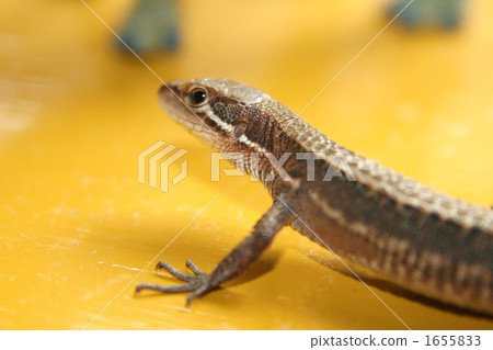 蜥蜴 1655833