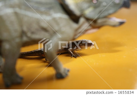 A lizard A lizard 1655834