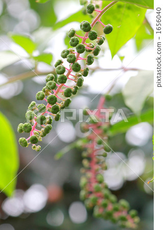 不成熟的美洲商陸 1656040