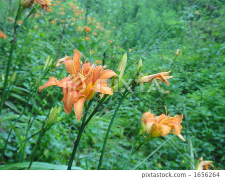 Yabukanzou 2 1656264