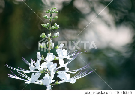 貓豆芽 貓豆芽 1656336