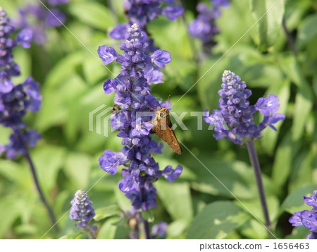 藍色丹參和Ichimon dyseri 1656463