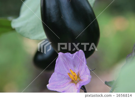 茄子花 茄子花 1656814
