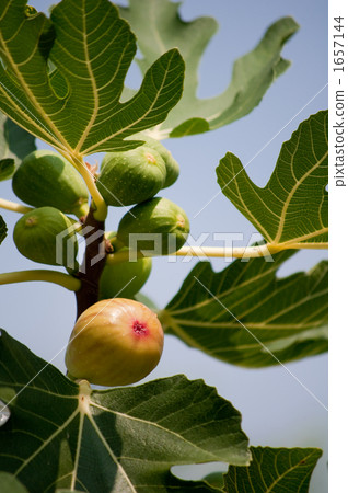 FIG FIG 1657144