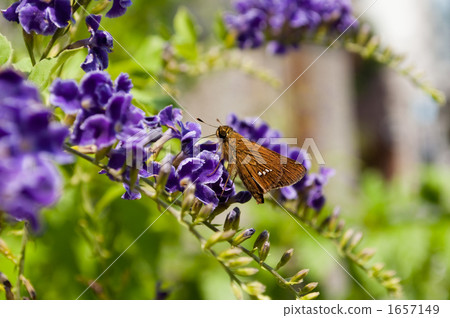 Ichimon dieseli and Duranta Ichimon dieseli and Duranta 1657149