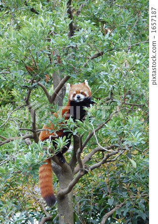 小熊貓 行船公園 陸上動物 1657187