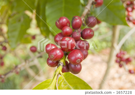 咖啡種子 1657228
