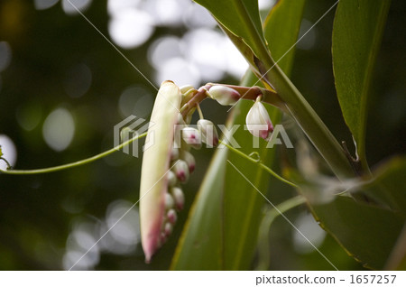 Moon peach blossom 1657257