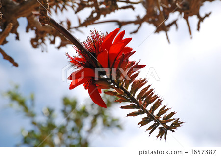 Flowers of Deigo 1657387