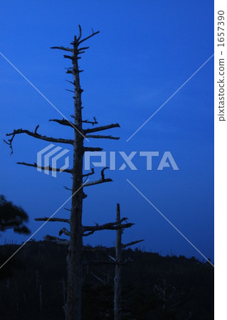 Before dawn  1657390