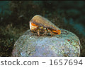 hermit crab, be burdened with, carry on back or shoulder 1657694