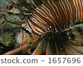 lionfish, lunlionfish, kochi prefecture 1657696