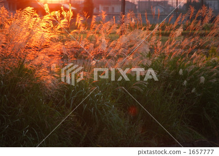 日本蒲葦 晚景 亞洲 1657777